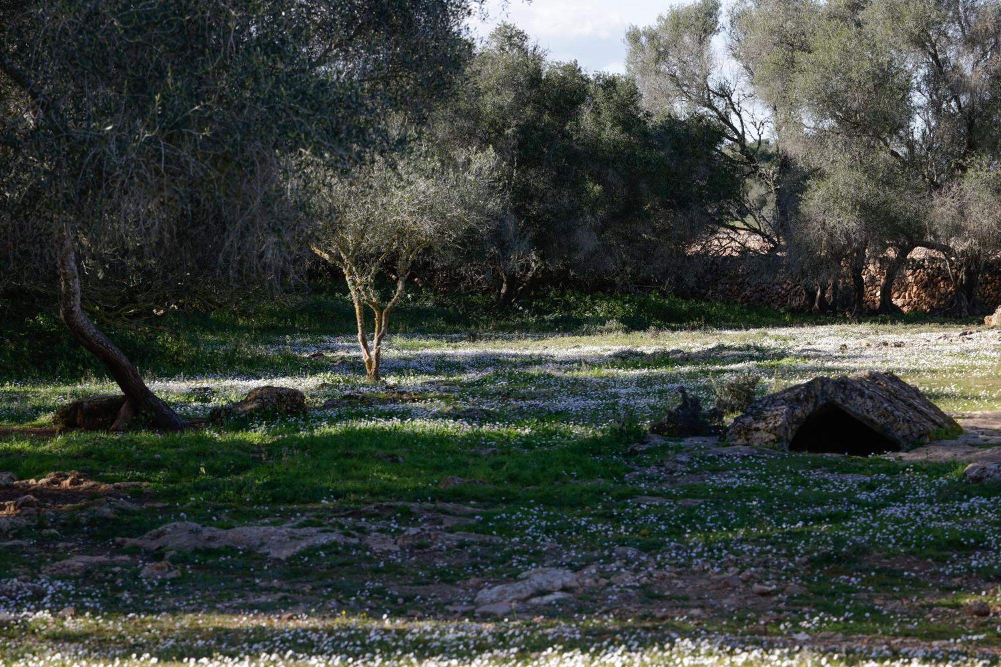 Agroturismo Finca Son Pieras Guest House Llucmajor  Exterior photo